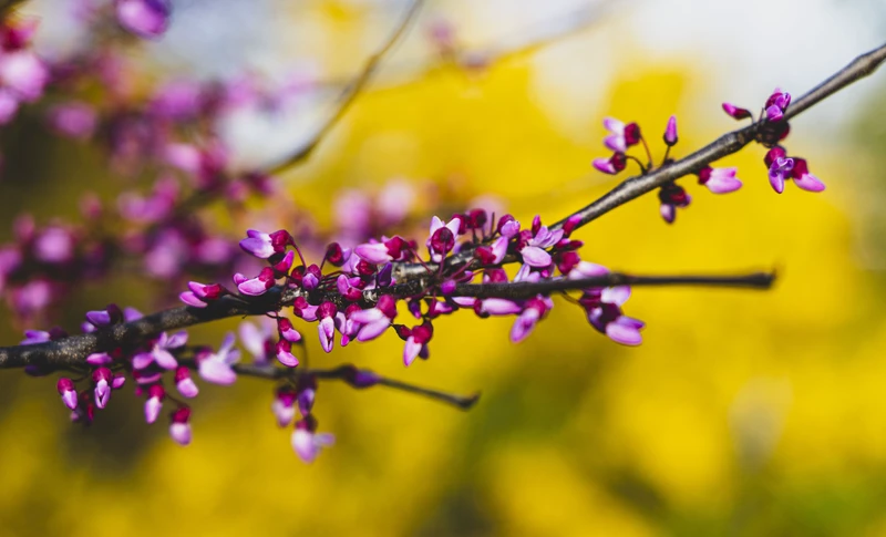 fine art photography — Radford, Virginia